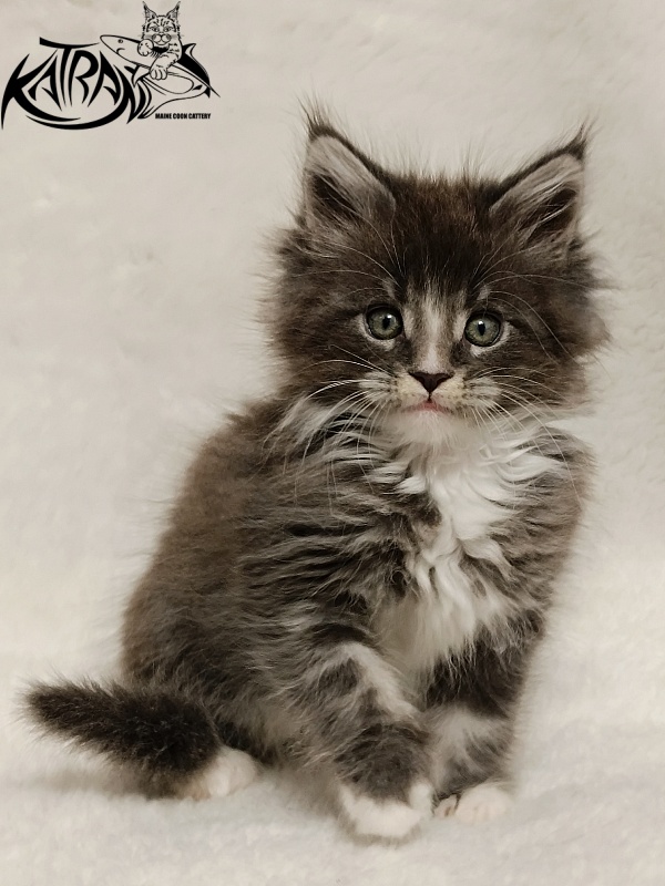 Katran Hugo - Kitten maine-coon 1 month 2.5 weeks