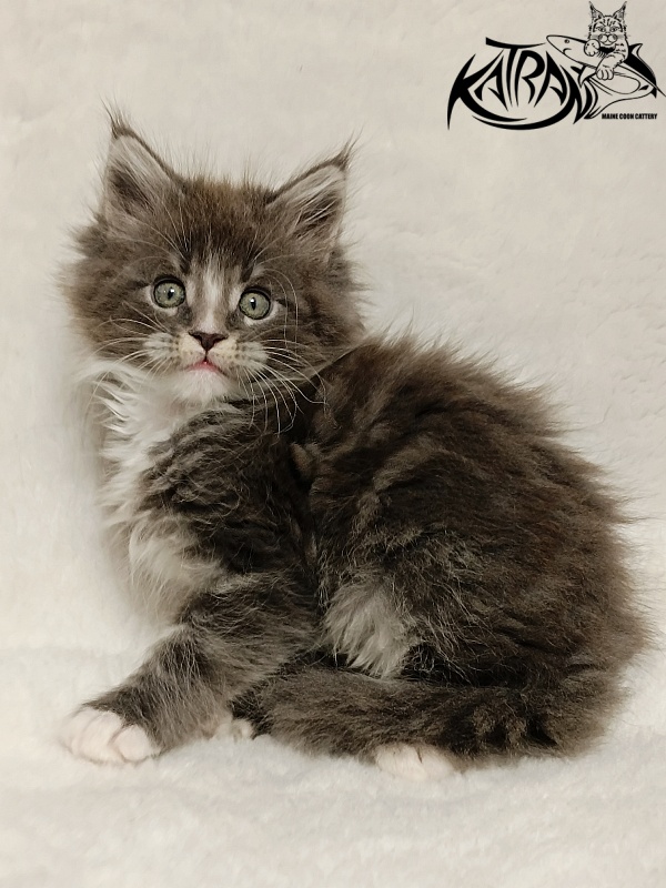 Katran Hugo - Kitten maine-coon 1 month 2.5 weeks