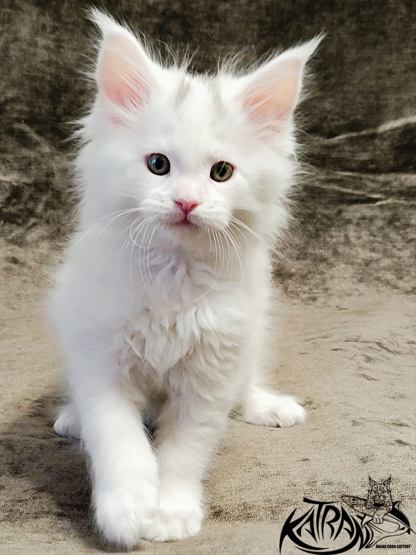 Katran Hassan - Kitten maine-coon 1 month 2.5 weeks
