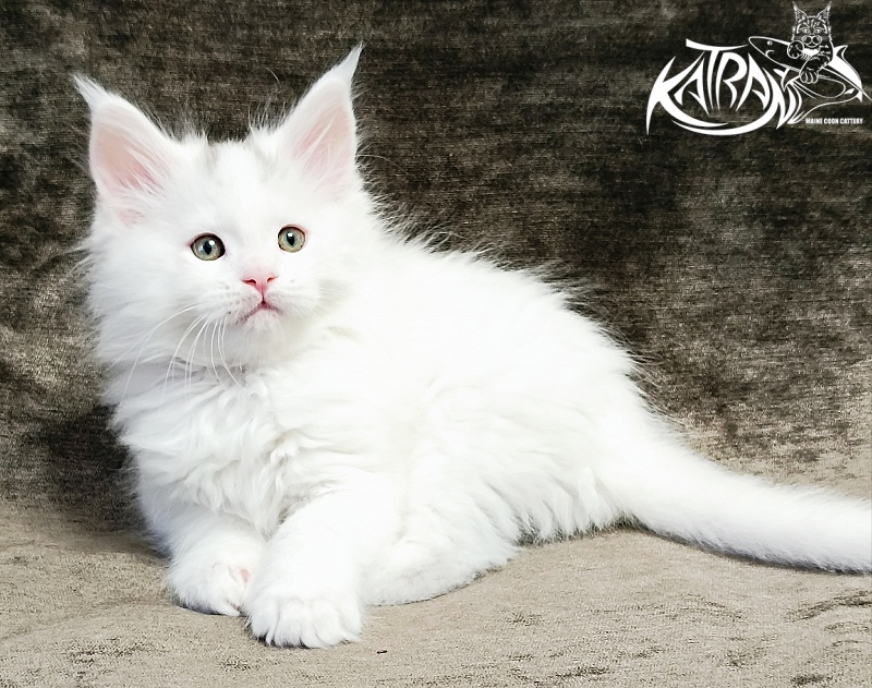Katran Hassan - Kitten maine-coon 1 month 2.5 weeks