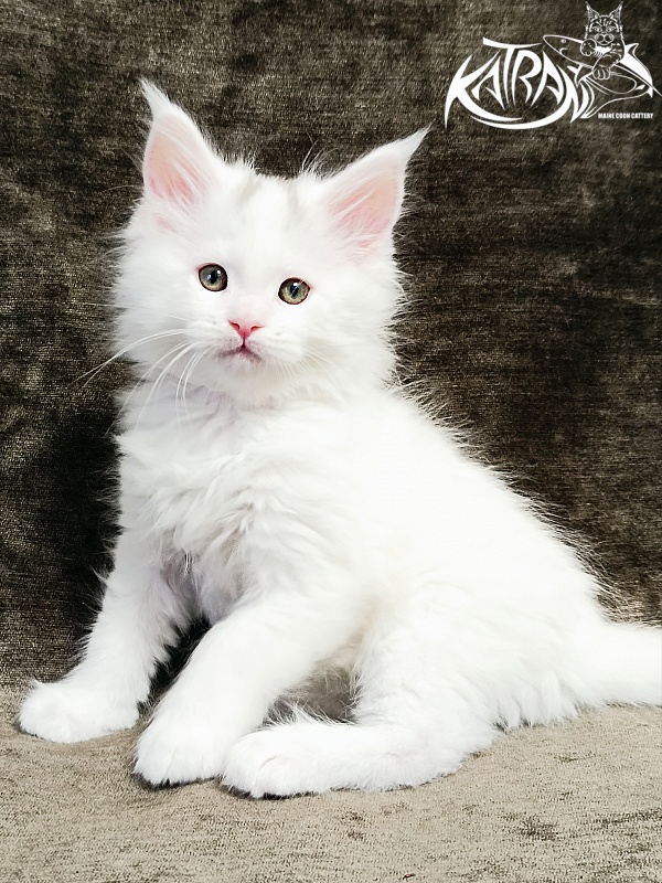 Katran Hassan - Kitten maine-coon 1 month 2.5 weeks