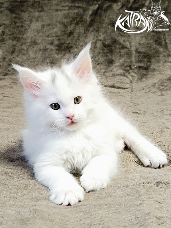 Katran Hassan - Kitten maine-coon 1 month 2.5 weeks