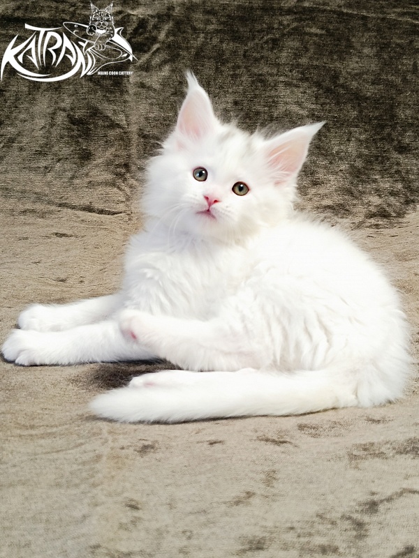Katran Hassan - Kitten maine-coon 1 month 2.5 weeks