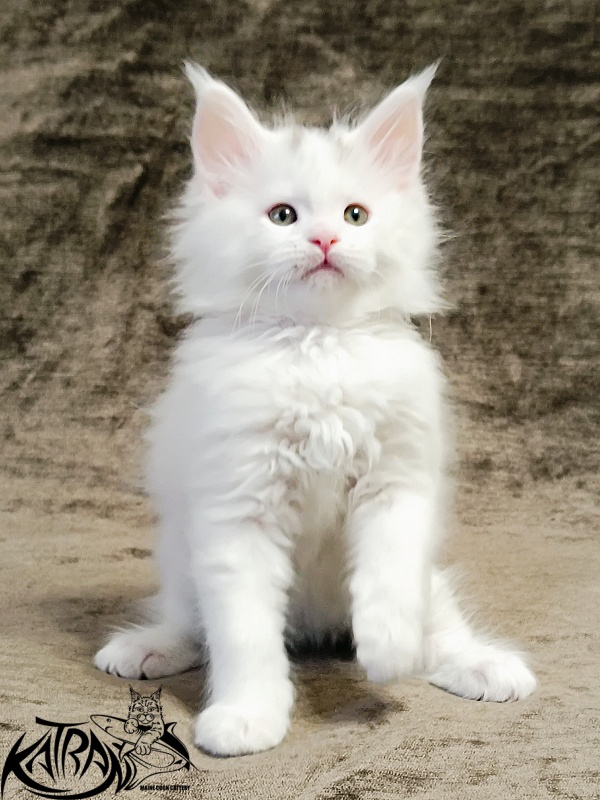 Katran Hassan - Kitten maine-coon 1 month 2.5 weeks