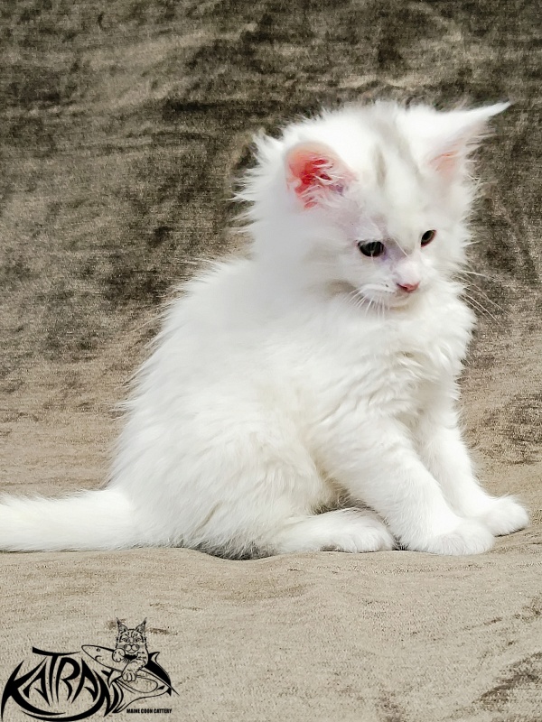 Katran Hassan - Kitten maine-coon 1 month 2.5 weeks