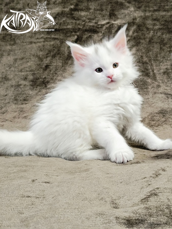 Katran Hassan - Kitten maine-coon 1 month 2.5 weeks