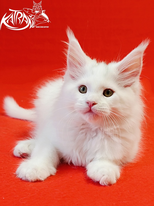 Katran Hassan - Kitten maine-coon 2 months