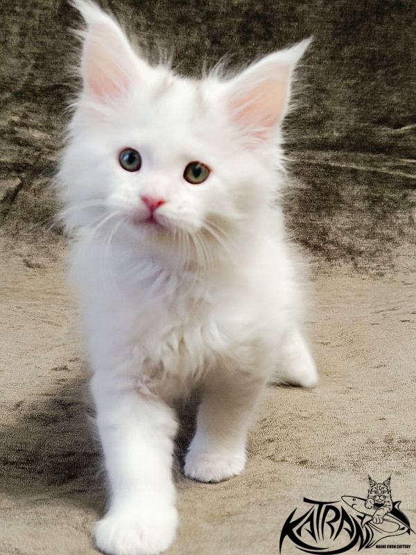 Katran Hassan - Kitten maine-coon 1 month 2.5 weeks