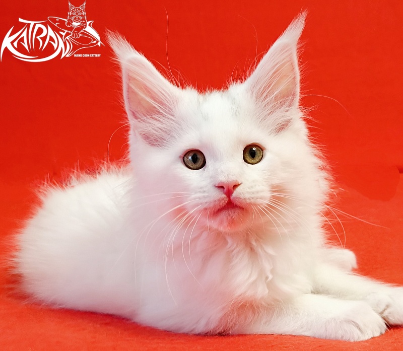 Katran Hassan - Kitten maine-coon 2 months
