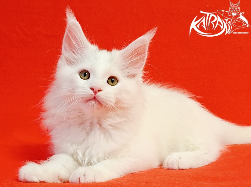 Katran Hassan - Kitten maine-coon 2 months