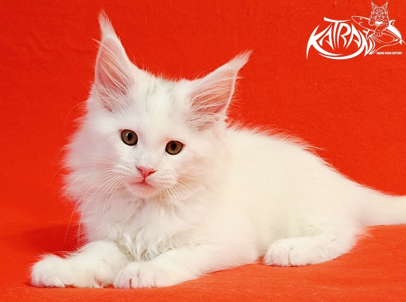 Katran Hassan - Kitten maine-coon 2 months