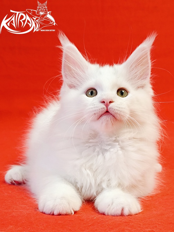 Katran Hassan - Kitten maine-coon 2 months