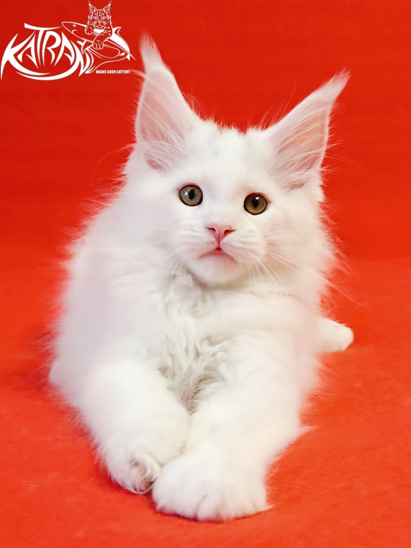 Katran Hassan - Kitten maine-coon 2 months