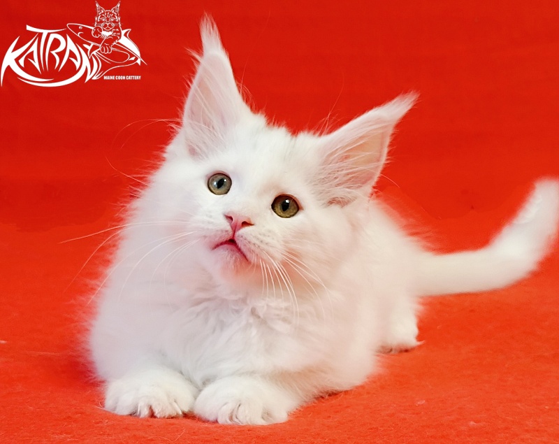 Katran Hassan - Kitten maine-coon 2 months