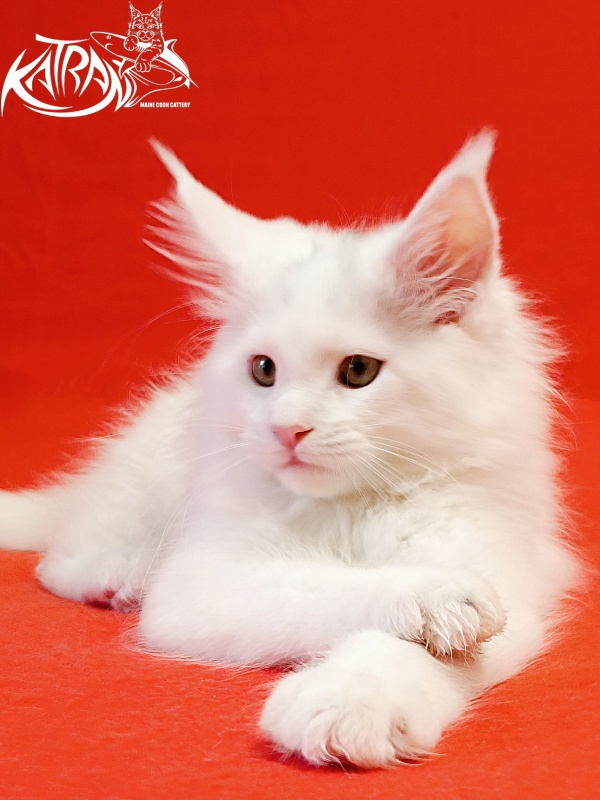 Katran Hassan - Kitten maine-coon 2 months