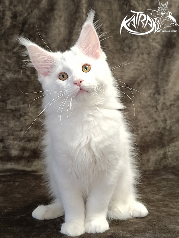 Katran Hassan - Kitten maine-coon 3 months