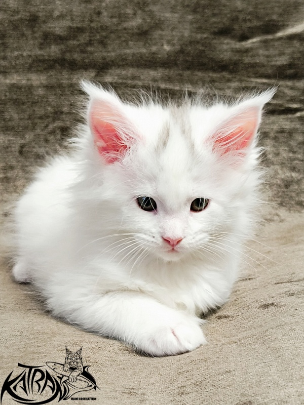 Katran Hassan - Kitten maine-coon 1 month 2.5 weeks
