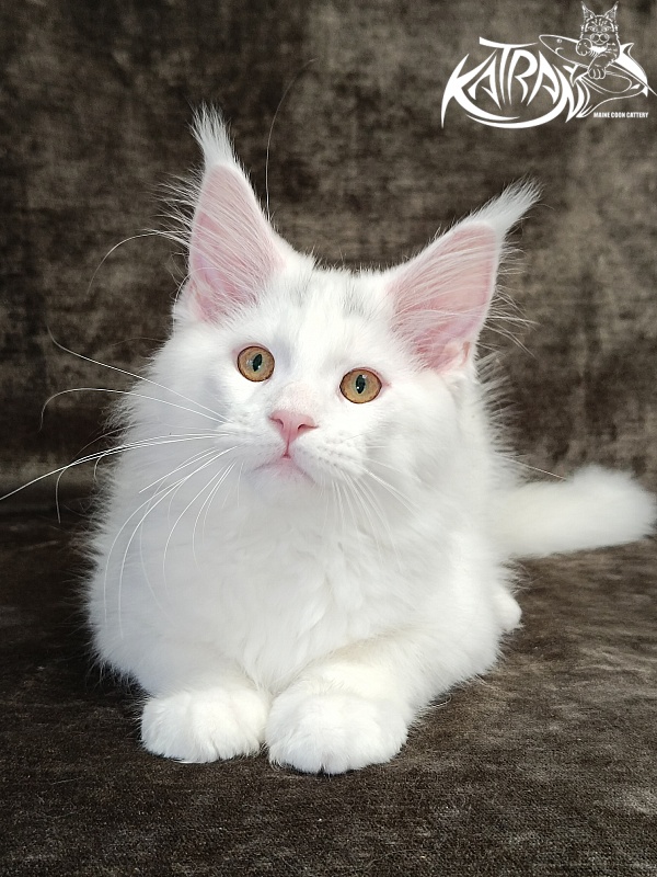 Katran Hassan - Kitten maine-coon 3 months