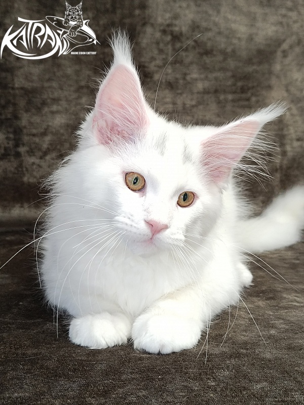 Katran Hassan - Kitten maine-coon 3 months