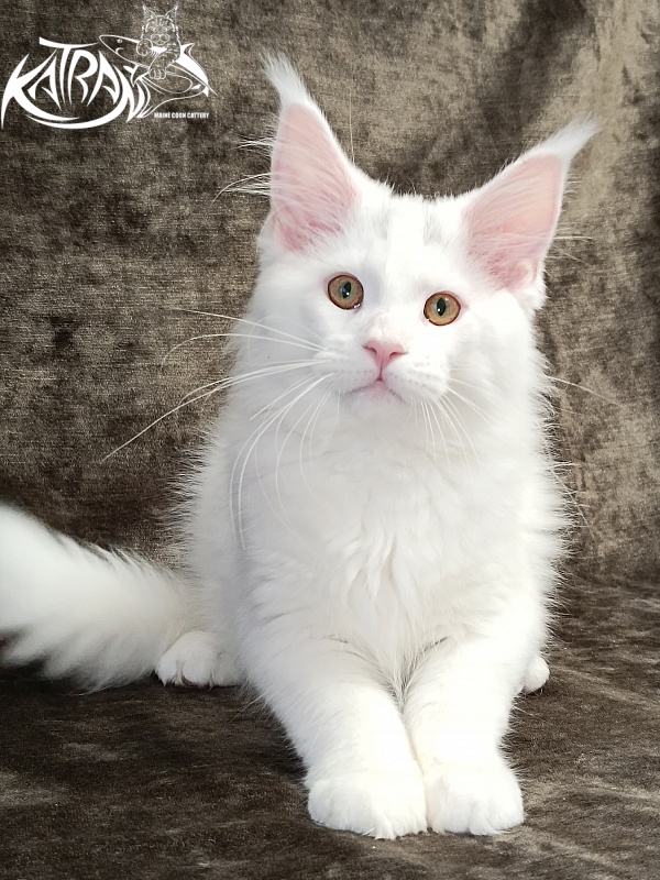Katran Hassan - Kitten maine-coon 3 months