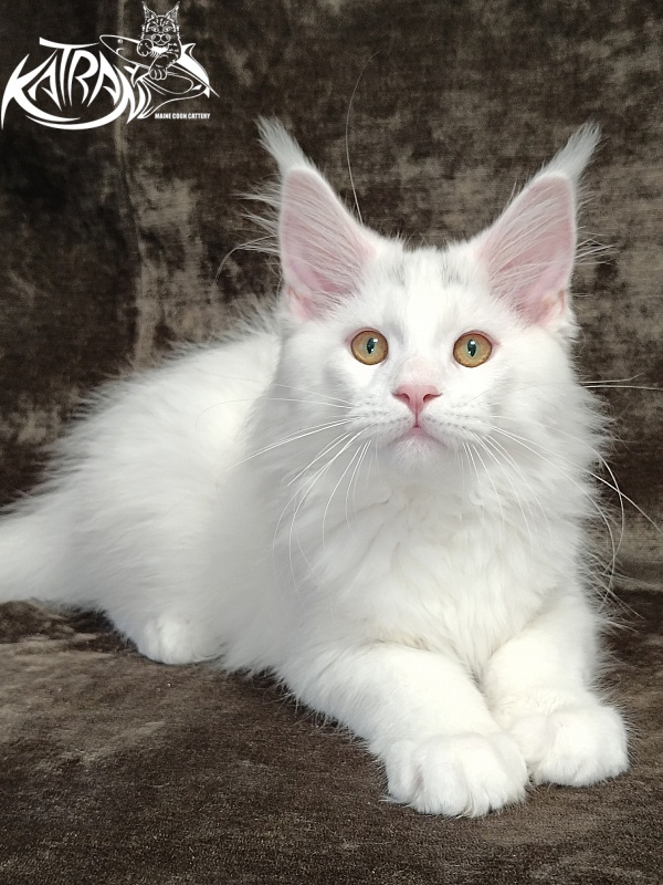 Katran Hassan - Kitten maine-coon 3 months