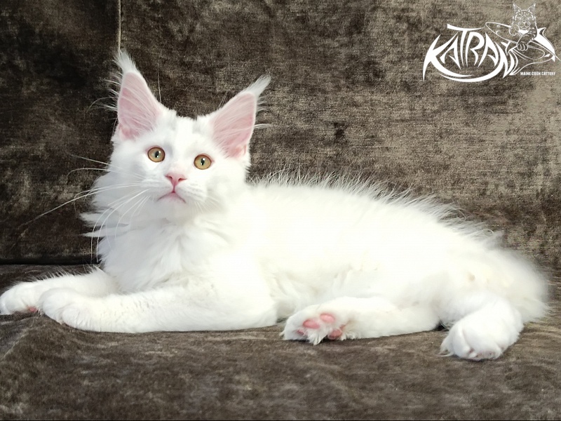 Katran Hassan - Kitten maine-coon 3 months