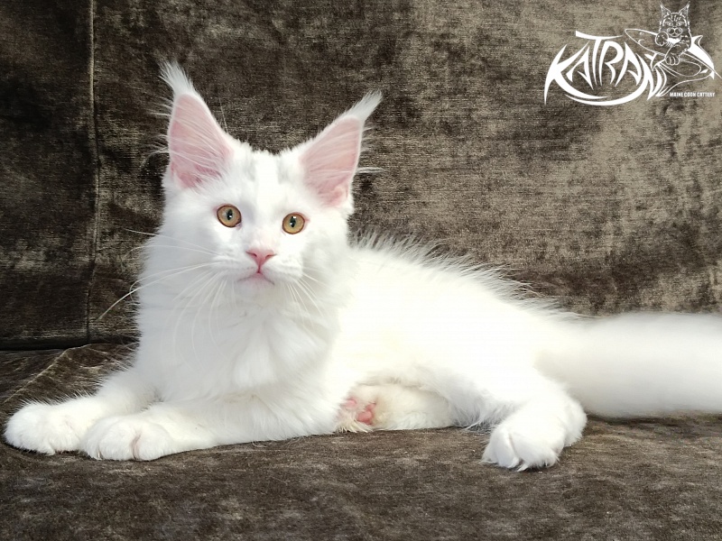 Katran Hassan - Kitten maine-coon 3 months