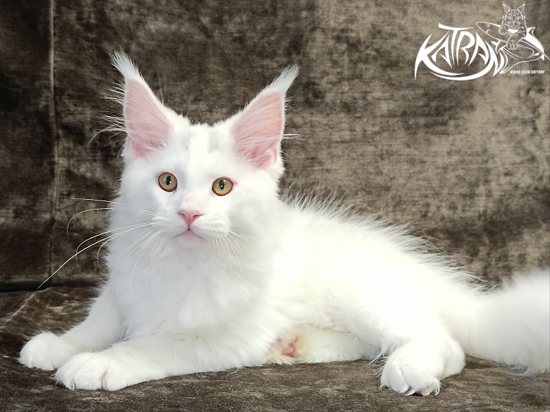 Katran Hassan - Kitten maine-coon 3 months