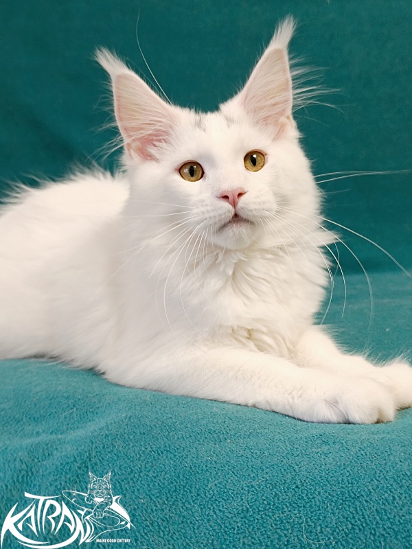 Katran Hassan - Kitten maine-coon 4 months