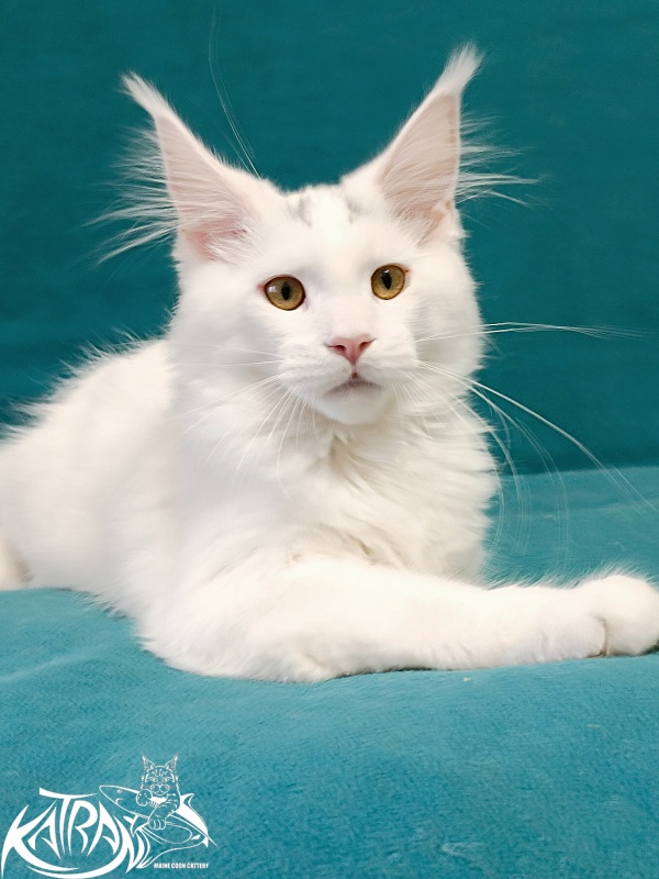 Katran Hassan - Kitten maine-coon 4 months