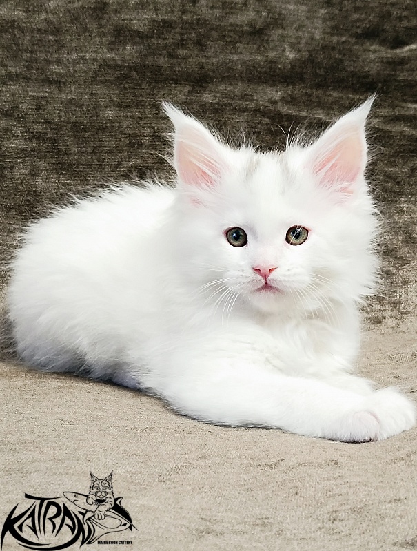 Katran Hassan - Kitten maine-coon 1 month 2.5 weeks