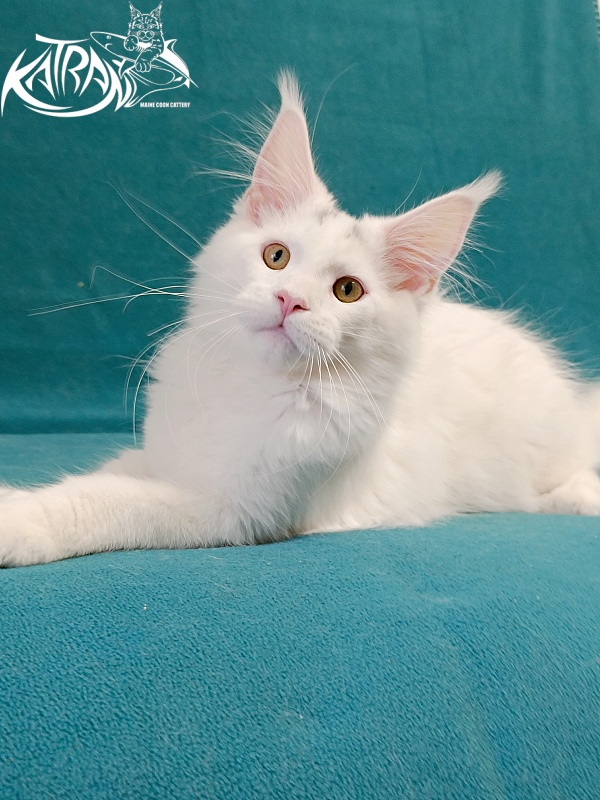 Katran Hassan - Kitten maine-coon 4 months
