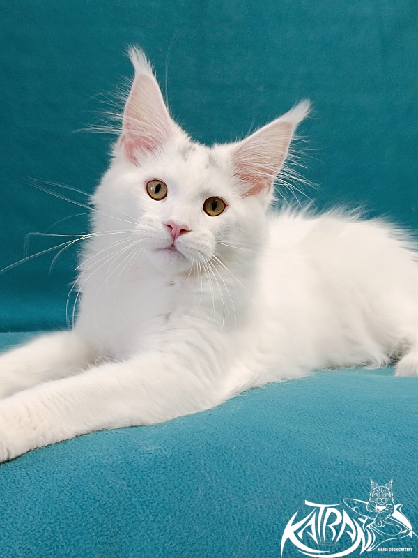 Katran Hassan - Kitten maine-coon 4 months
