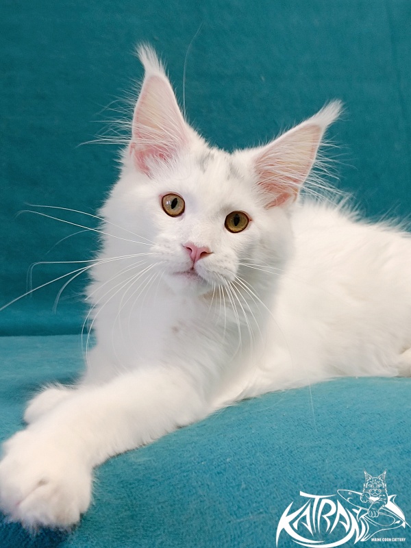 Katran Hassan - Kitten maine-coon 4 months