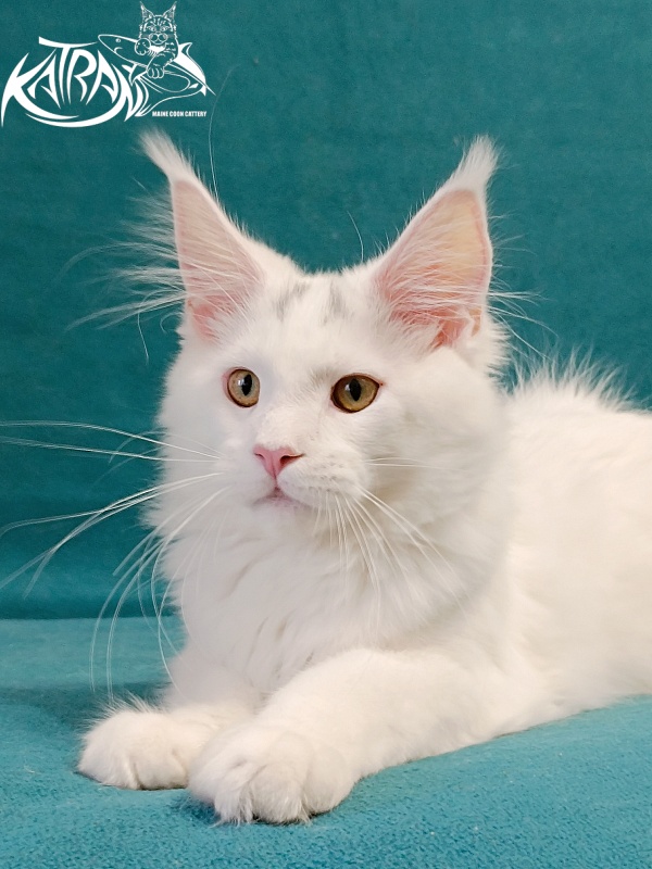 Katran Hassan - Kitten maine-coon 4 months