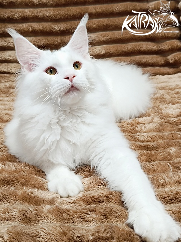 Katran Hassan - Kitten maine-coon 6 months 3 weeks