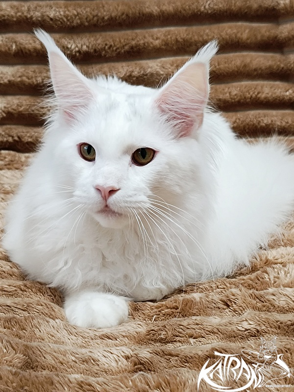 Katran Hassan - Kitten maine-coon 6 months 3 weeks