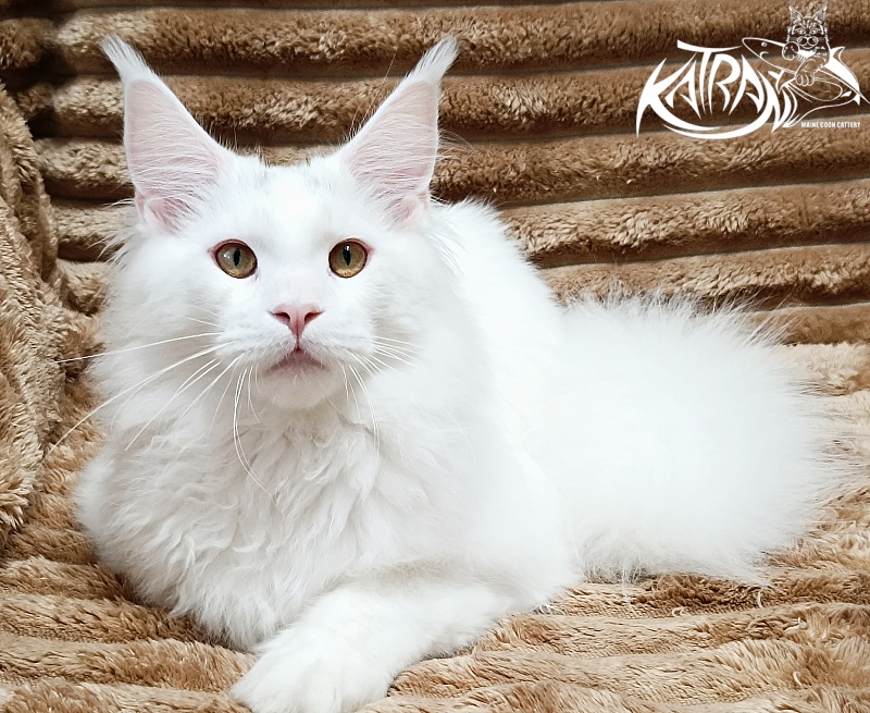 Katran Hassan - Kitten maine-coon 6 months 3 weeks