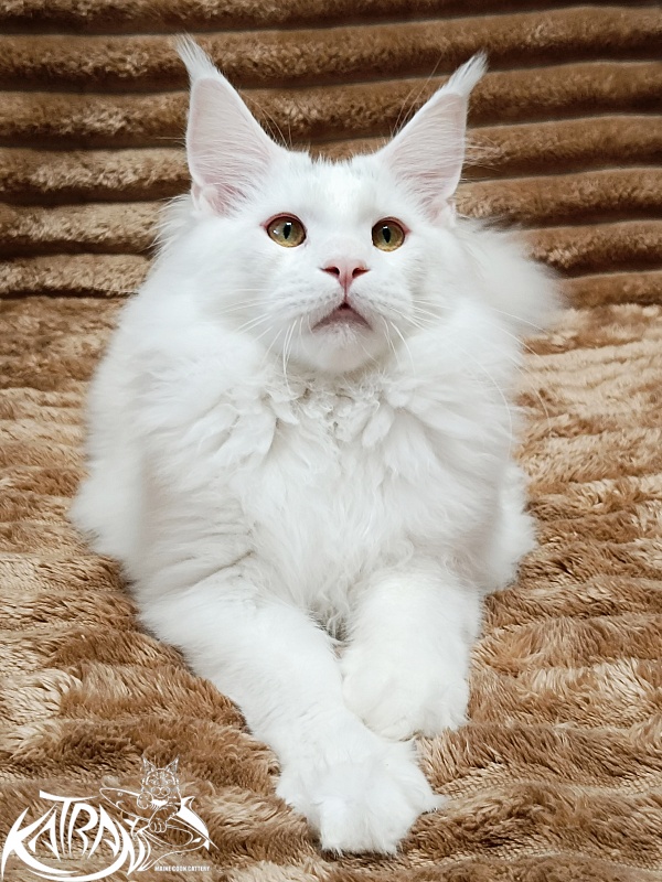 Katran Hassan - Kitten maine-coon 6 months 3 weeks