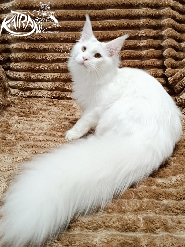 Katran Hassan - Kitten maine-coon 6 months 3 weeks