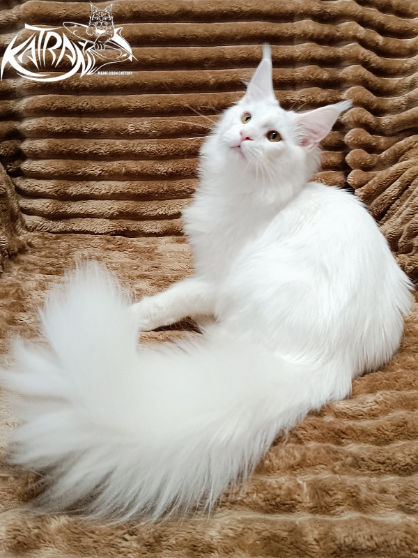 Katran Hassan - Kitten maine-coon 6 months 3 weeks