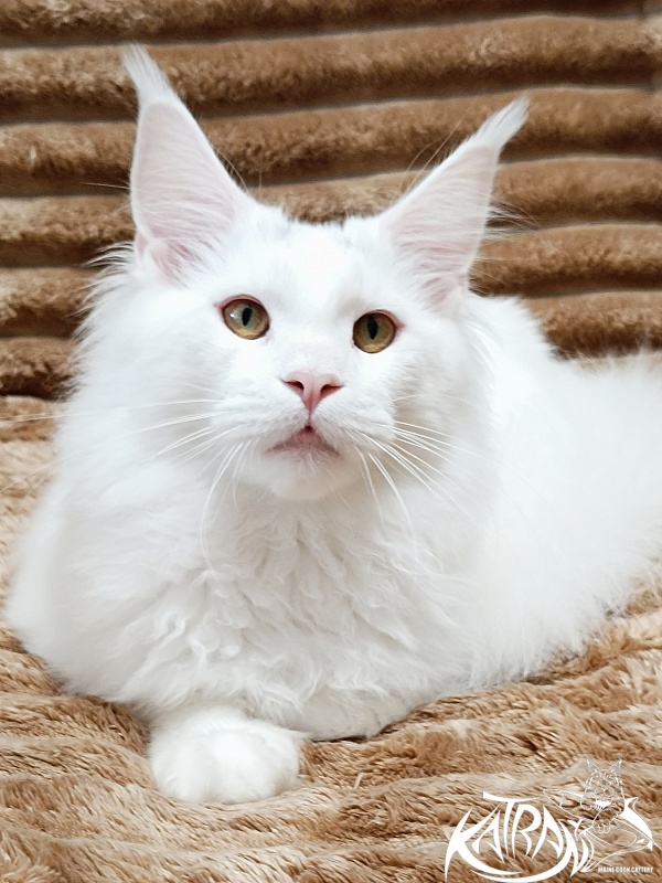 Katran Hassan - Kitten maine-coon 6 months 3 weeks