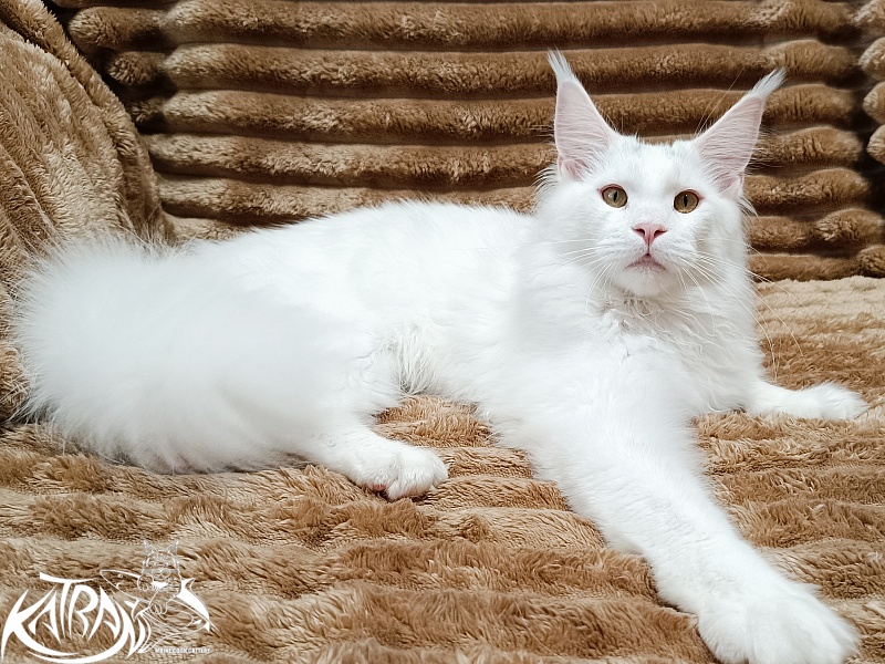 Katran Hassan - Kitten maine-coon 6 months 3 weeks