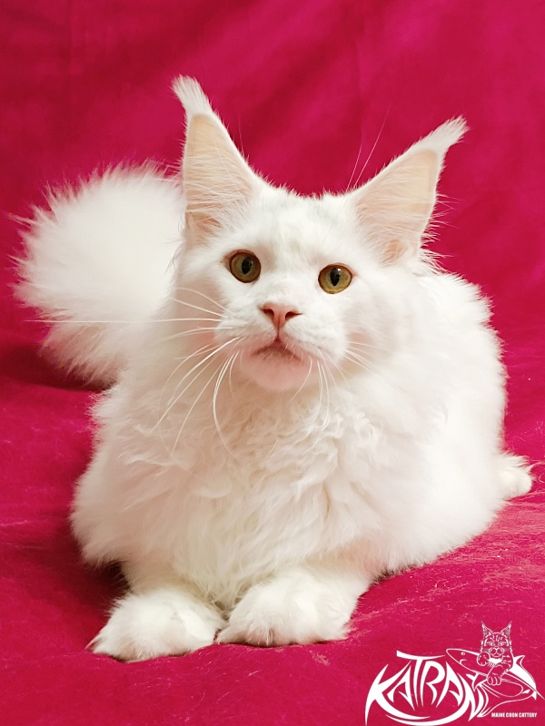 Katran Hassan - Junior maine-coon 7.5 months