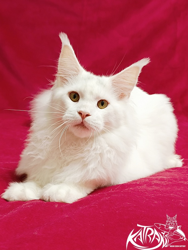 Katran Hassan - Junior maine-coon 7.5 months
