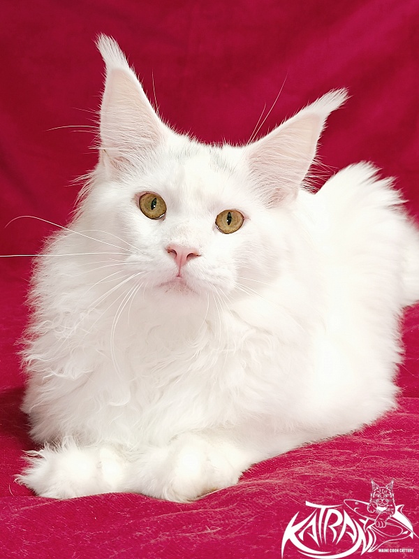 Katran Hassan - Junior maine-coon 7.5 months