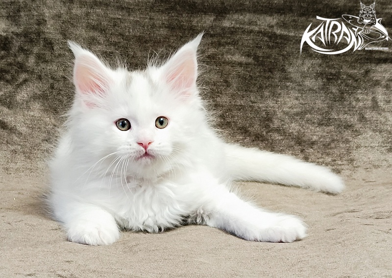 Katran Hassan - Kitten maine-coon 1 month 2.5 weeks