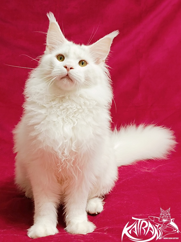 Katran Hassan - Junior maine-coon 7.5 months