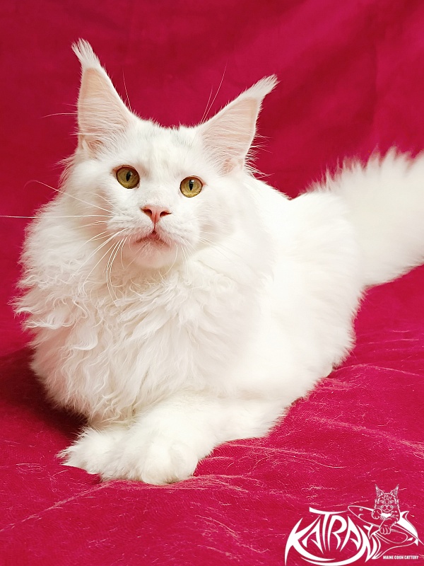 Katran Hassan - Junior maine-coon 7.5 months