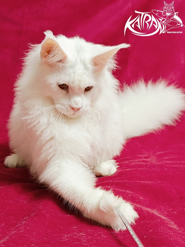Katran Hassan - Junior maine-coon 7.5 months